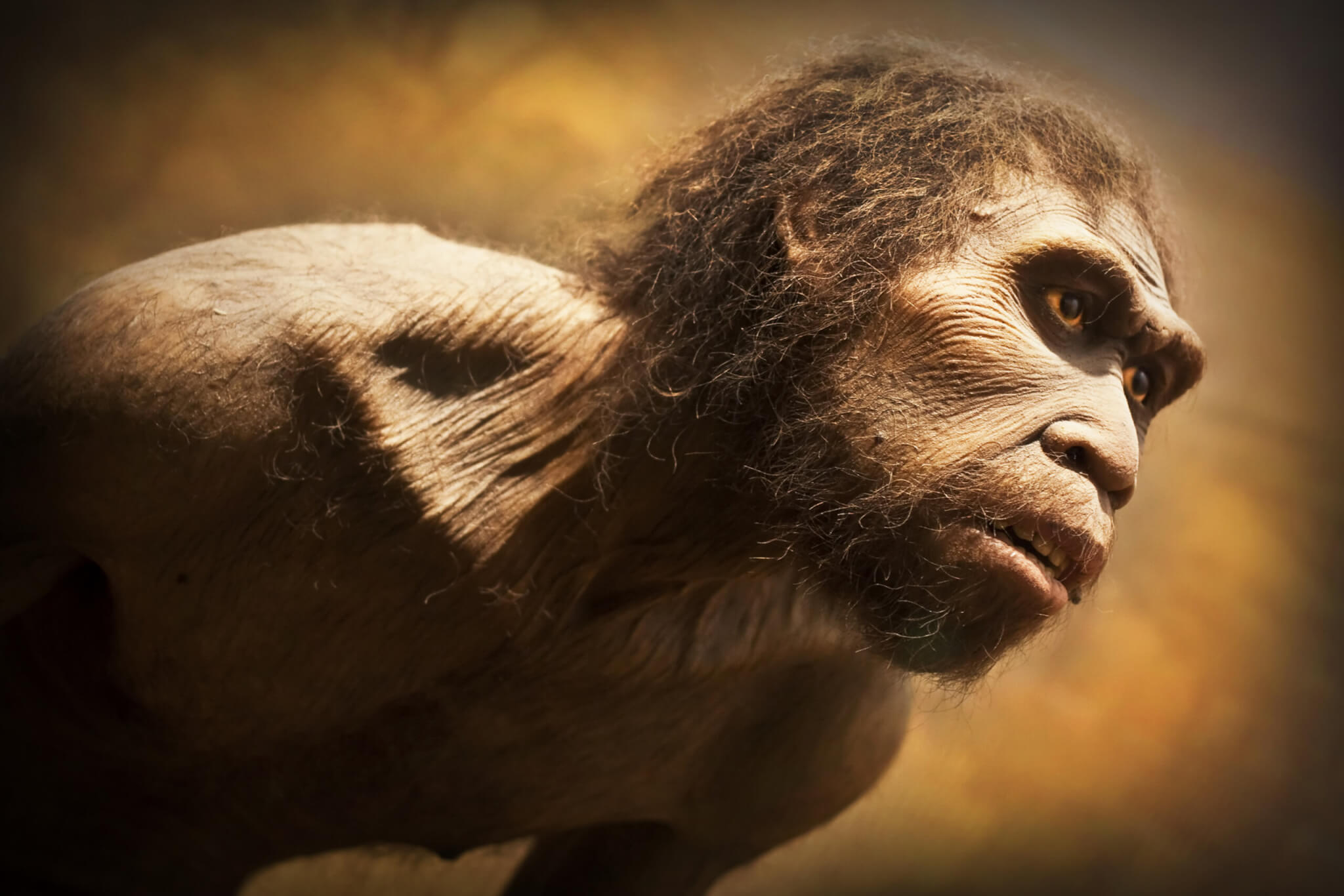Cientistas tentam métodos antigos de abate para aprender como os neandertais comiam pássaros